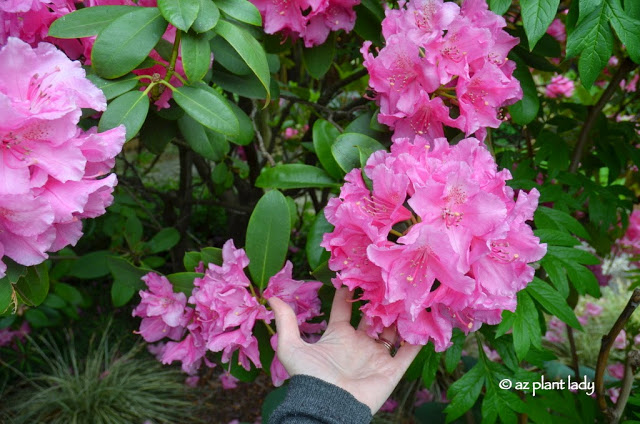 pink blooms.