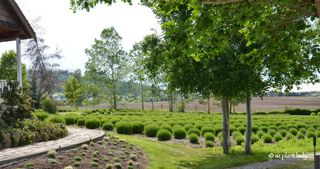  Lavender Farm