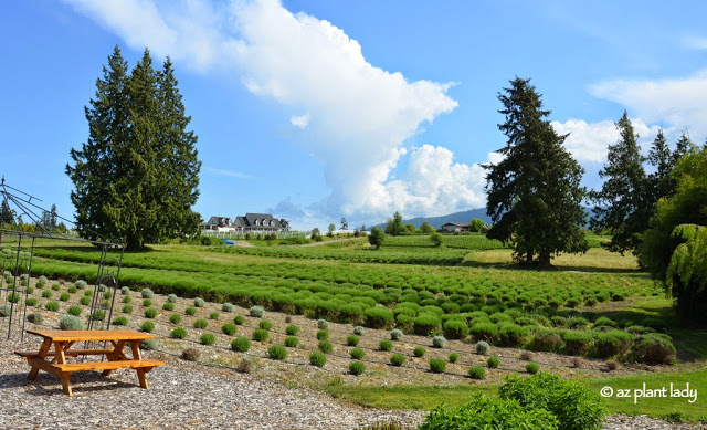  Lavender Farm