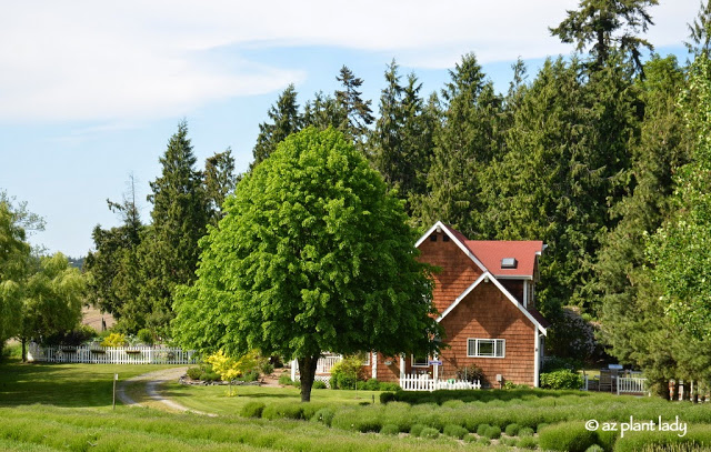  Lavender Farm