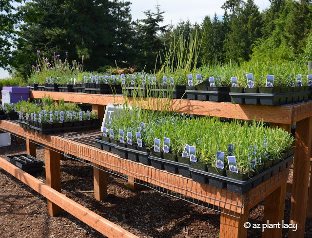  Lavender Farm