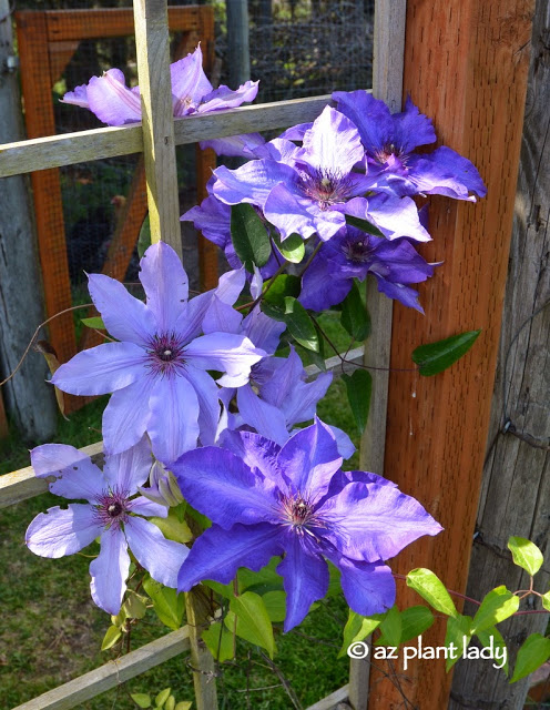 blooming clematis 