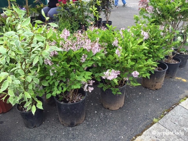 Lilacs