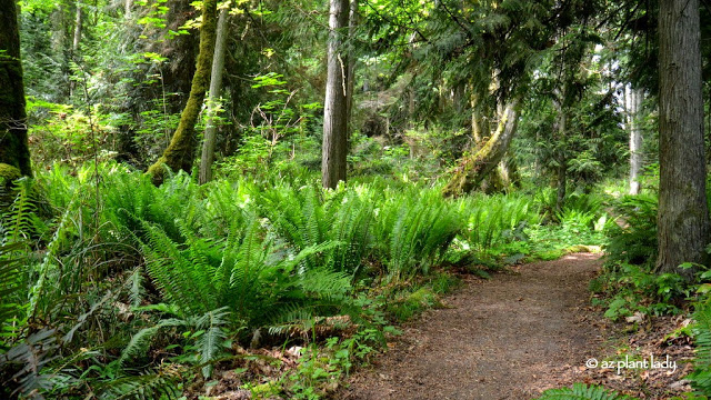 Olympic National Park