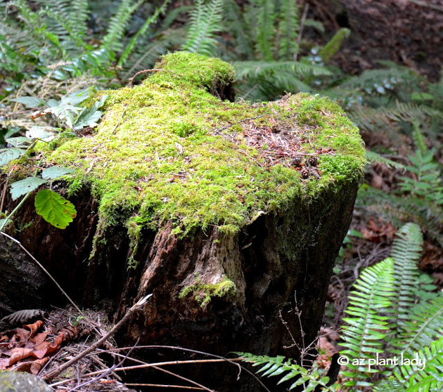 Olympic National Forest