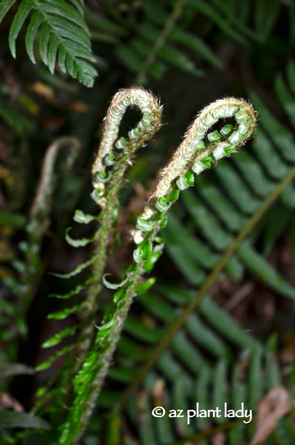 Olympic National Forest