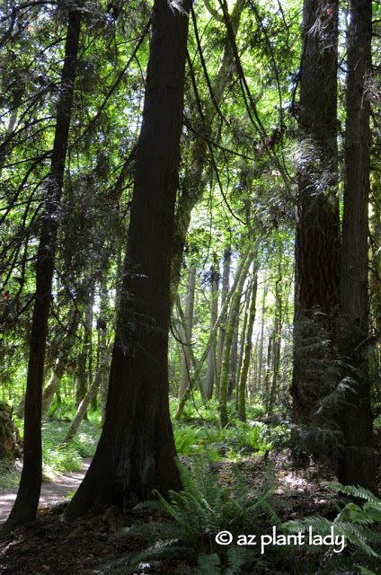 Olympic National Forest