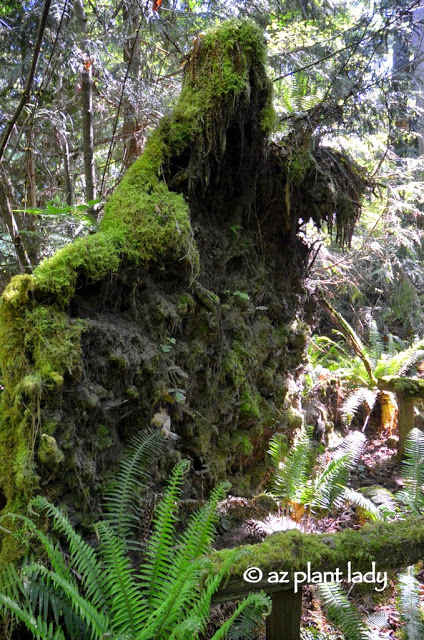 Olympic National Forest