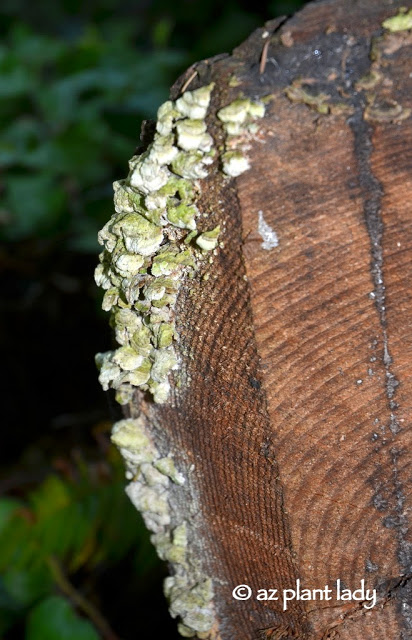 Olympic National Forest