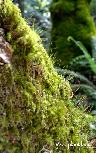 Olympic National Forest