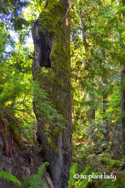 Olympic National Forest