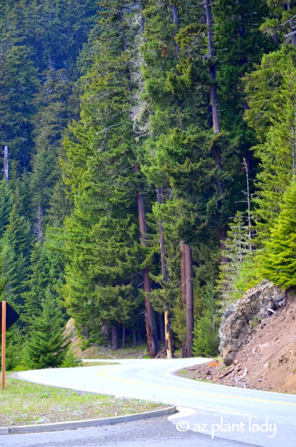 road to Hurricane Ridge