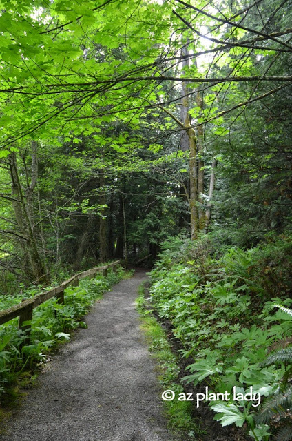 Olympic National Park