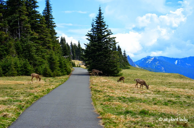 Olympic National Forest