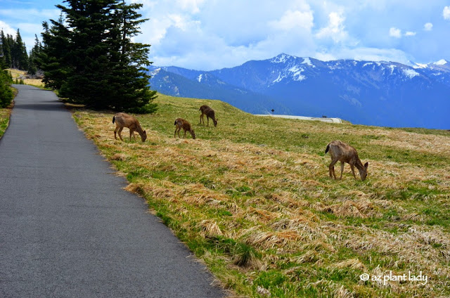 Olympic National Forest