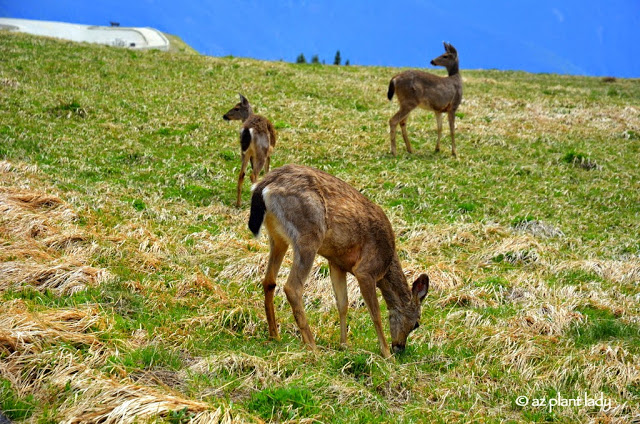 Olympic National Forest