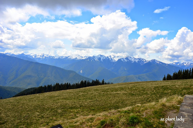 Olympic National Forest