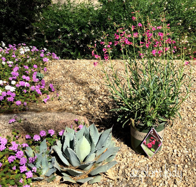 flowering plants 