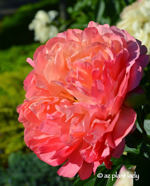 beautiful peonies