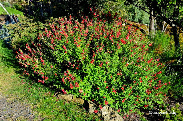 'Hot Lips' (Salvia greggii)