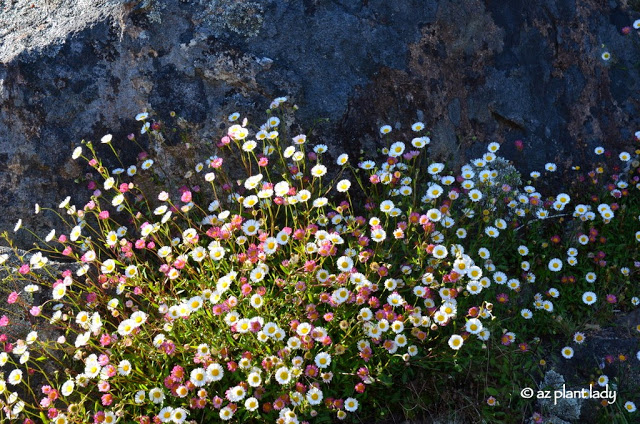 Santa Barbara Daisy (Erigeron karvinskianus)