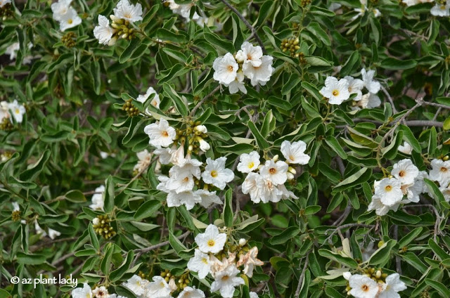 Texas Olive (Cordia)