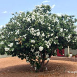 Texas Olive (Cordia)