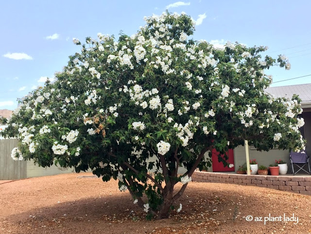 Texas Olive (Cordia)