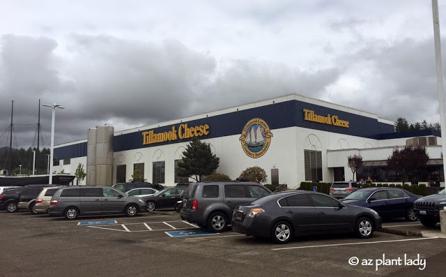 home of Tillamook Cheese