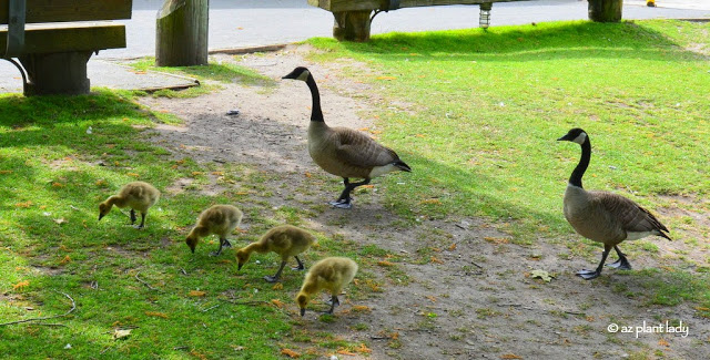 Canadian geese