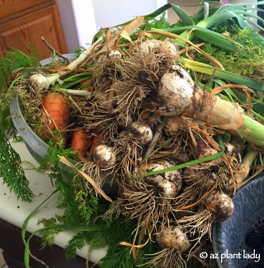 'secret' about vegetable gardening.