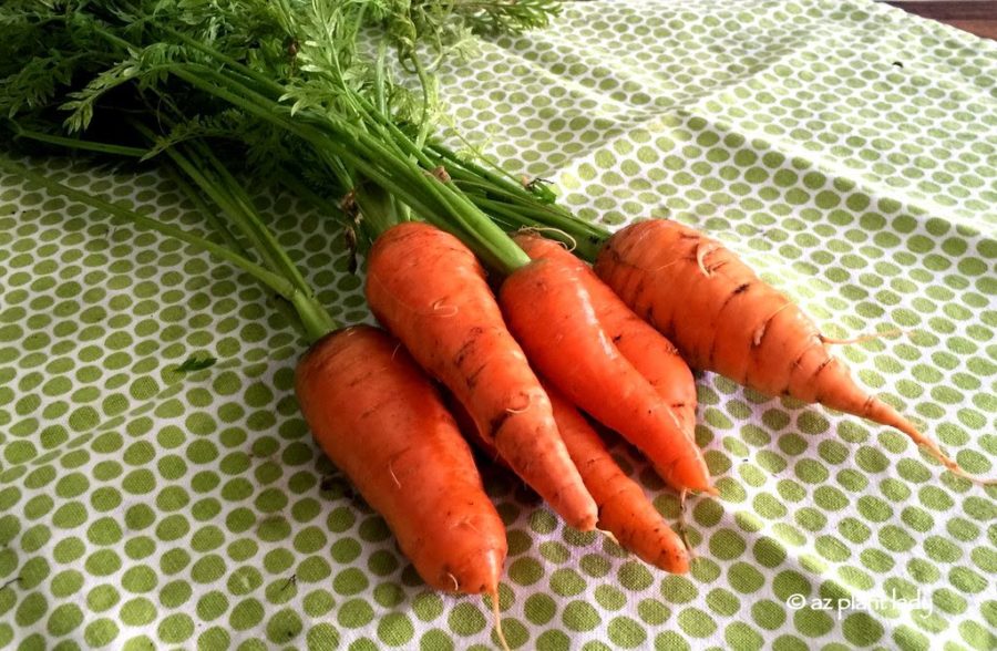 Vegetable_Harvest_The_Dirty_Truth_Carrots-002-1