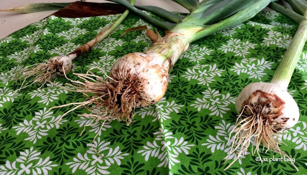 crop of garlic 