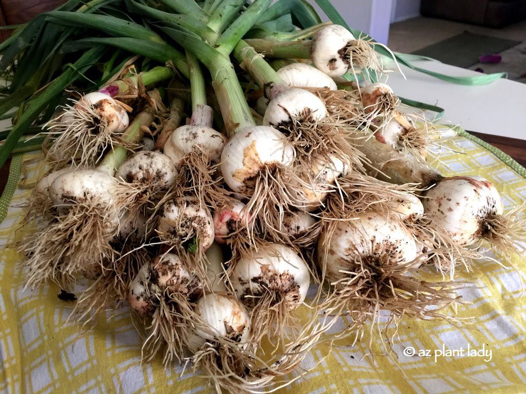 crop of garlic 