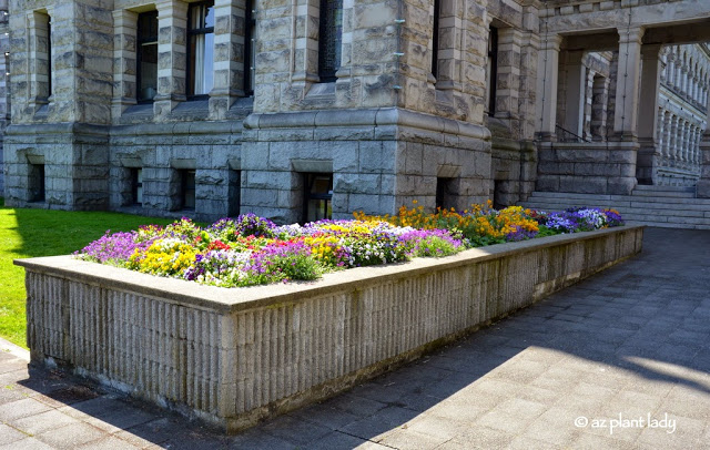 Parliament Buildings contained a variety of colorful annuals.