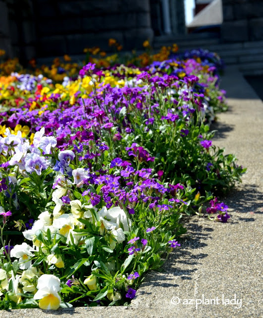 Parliament Buildings contained a variety of colorful annuals.