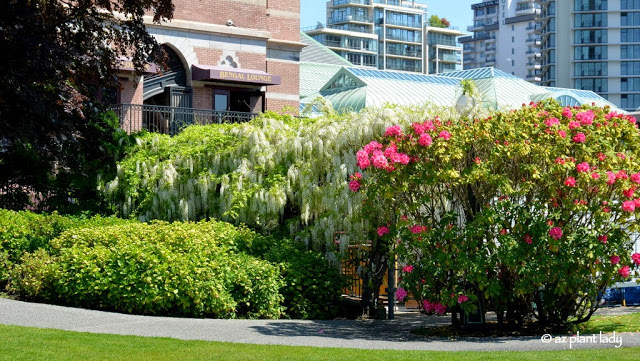 white wisteria vine and dark pink rhododendron.