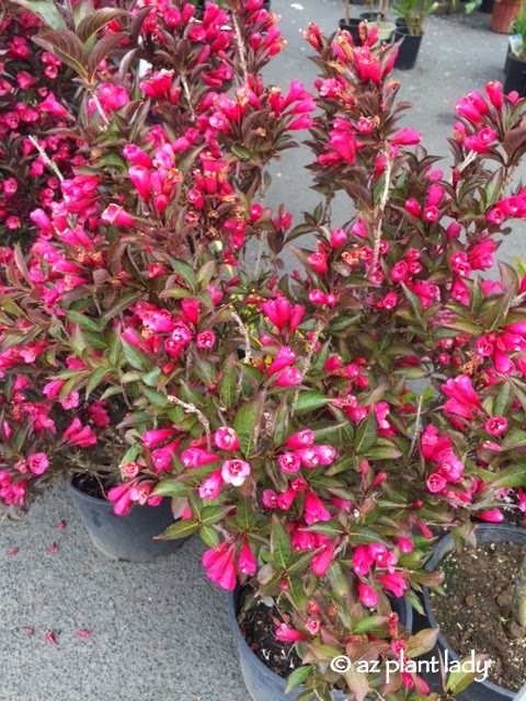 Weigela 