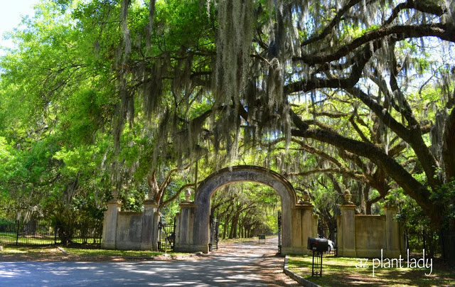 Savannah, Georgia.