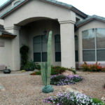 desert_winter_landscape_flowers