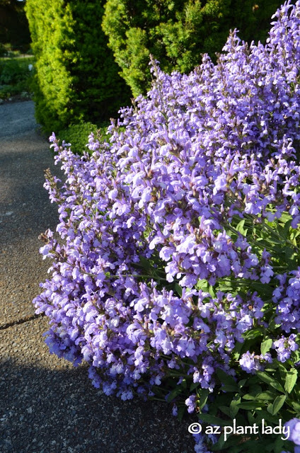purple-flowering plant