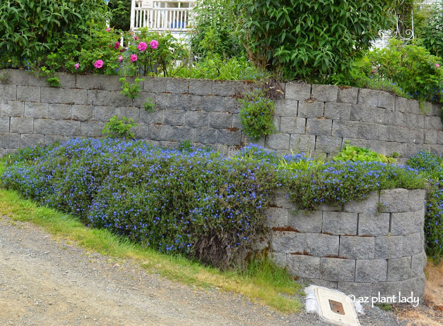 blue-flowering plant