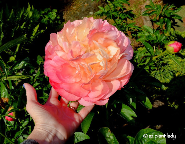 beautiful peonies