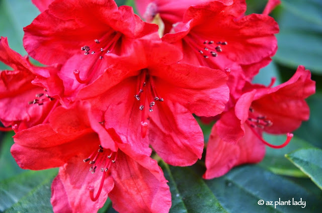 Red Rhododendron