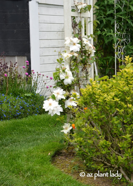 white clematis