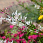 Gaura lindheimeri