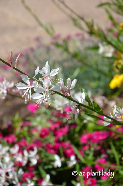 Gaura lindheimeri