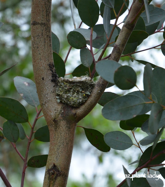 Anna's hummingbirds nest