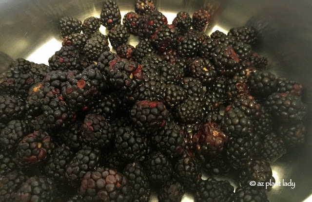 Blackberries, Jars and a Young Helper