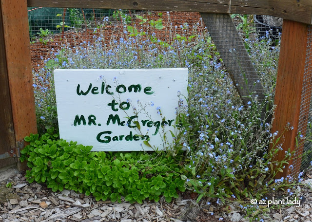 Mr. McGregor's garden